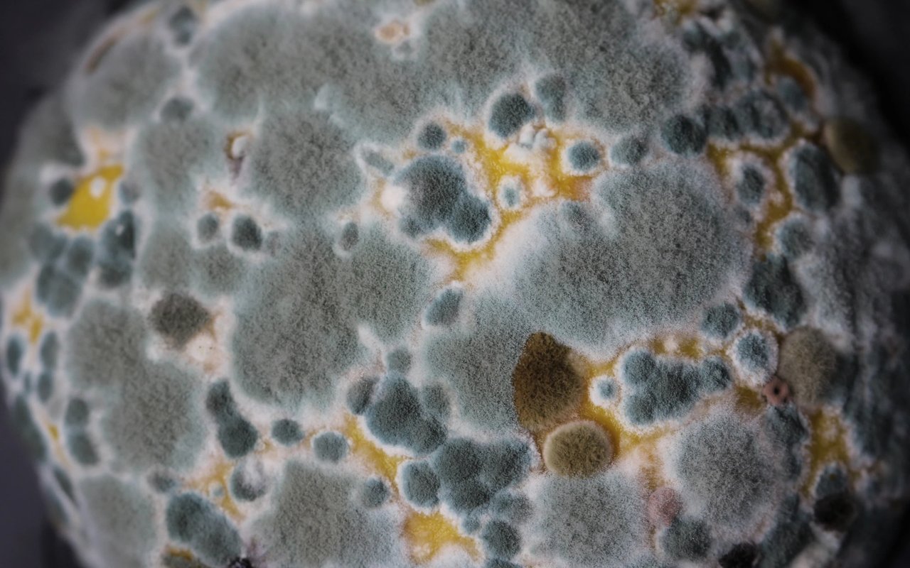 A Breath of Fresh Air: Mold Abatement When Purchasing a New Home