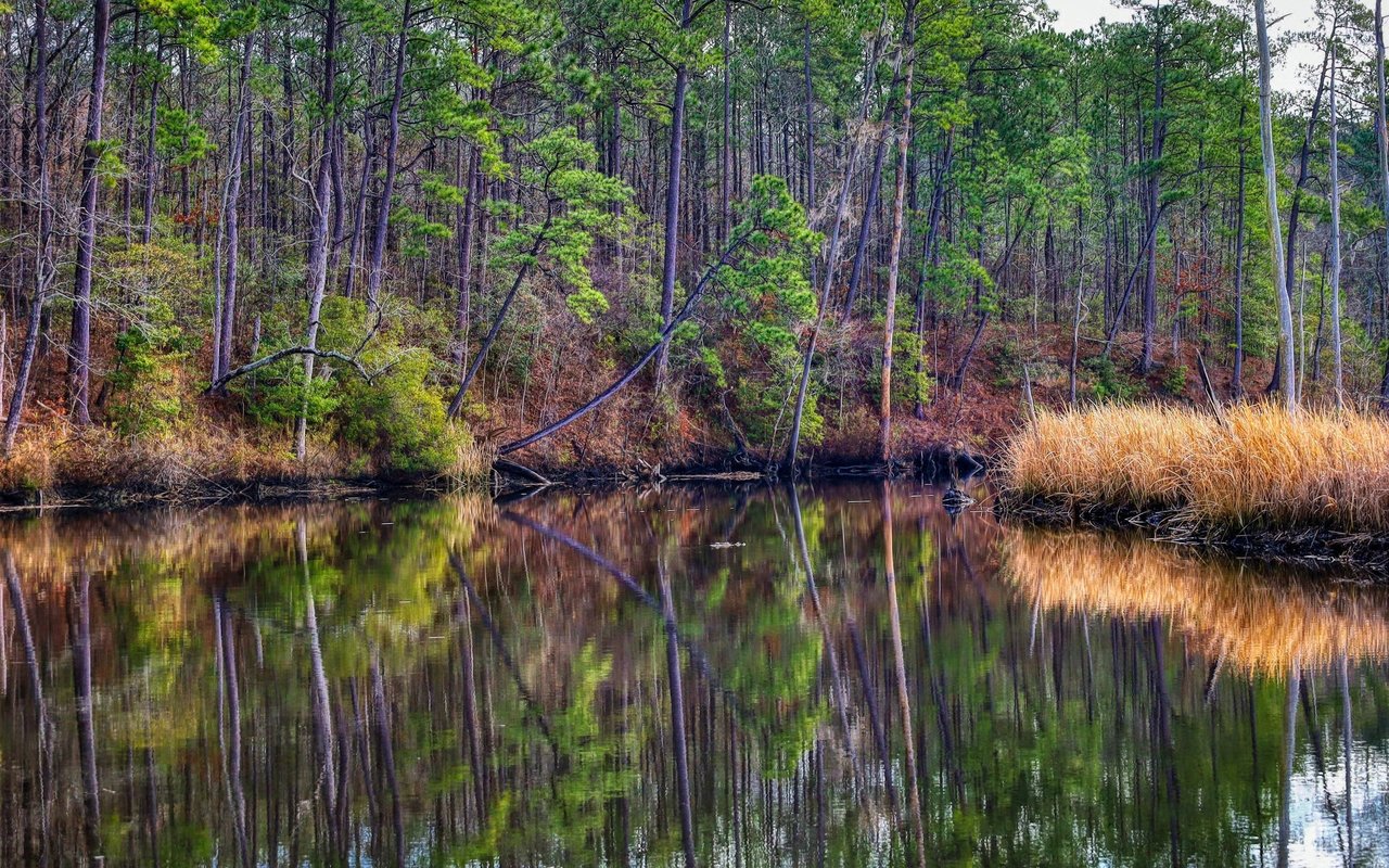 Brunswick Forest