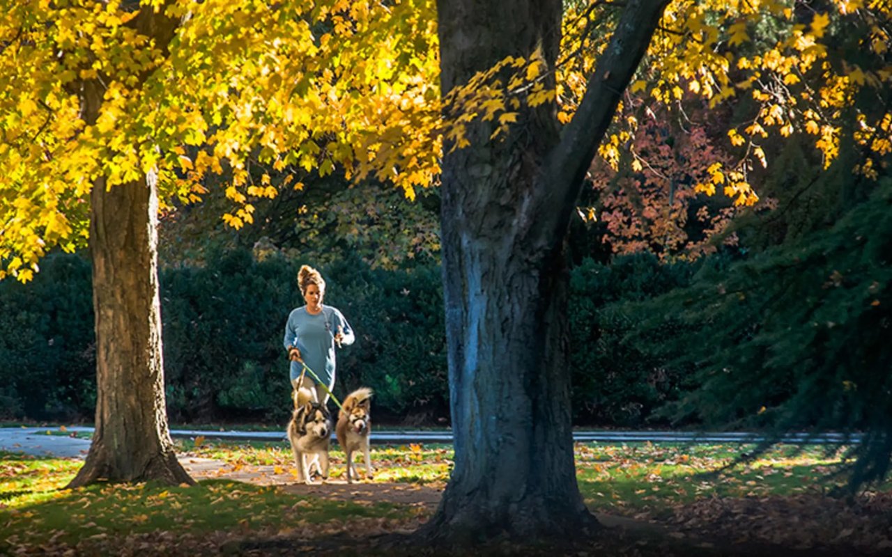 A woman walks two dogs beneath golden autumn trees in a park.