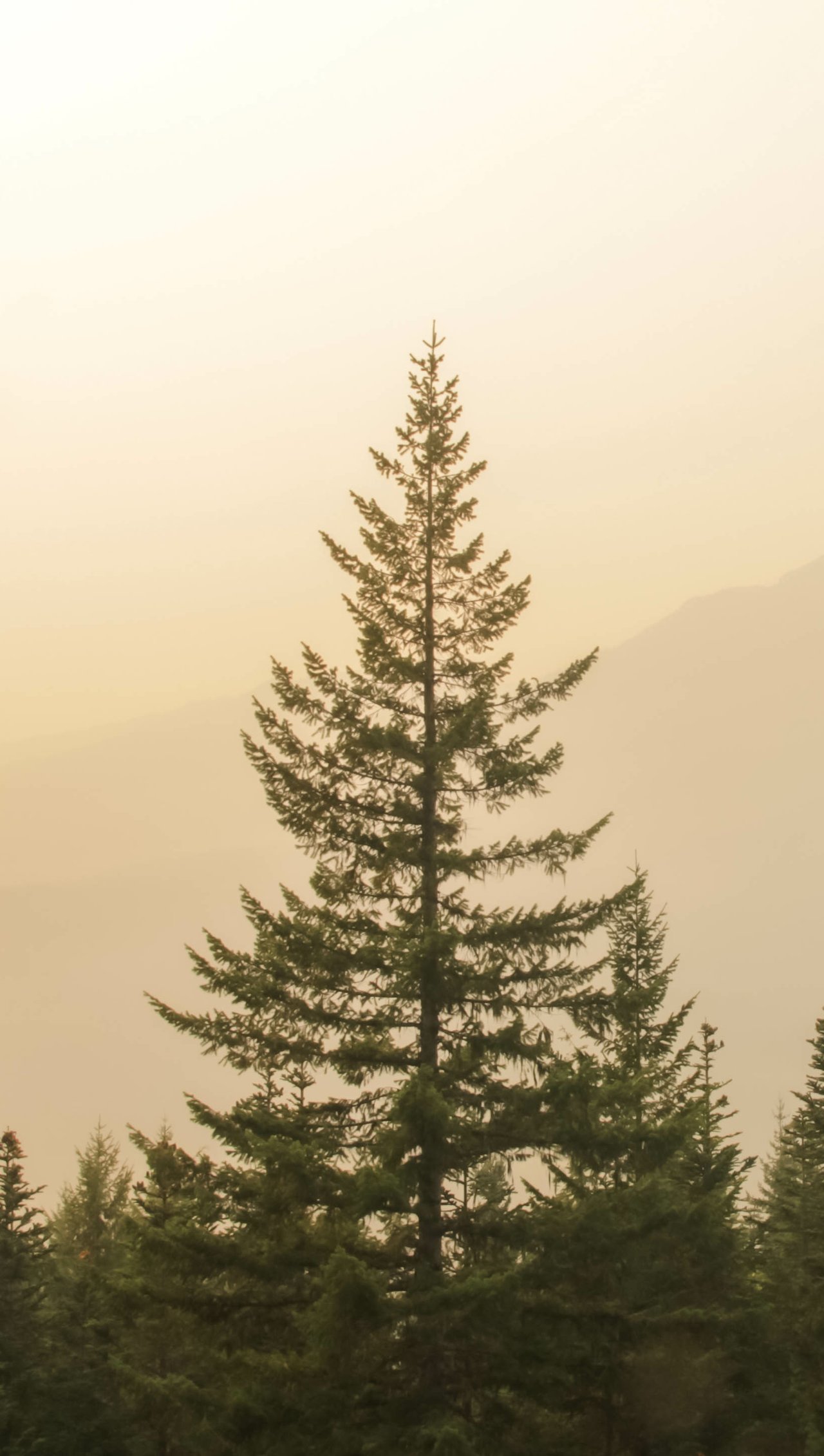 Single pine tree rising through the mist vignette realty