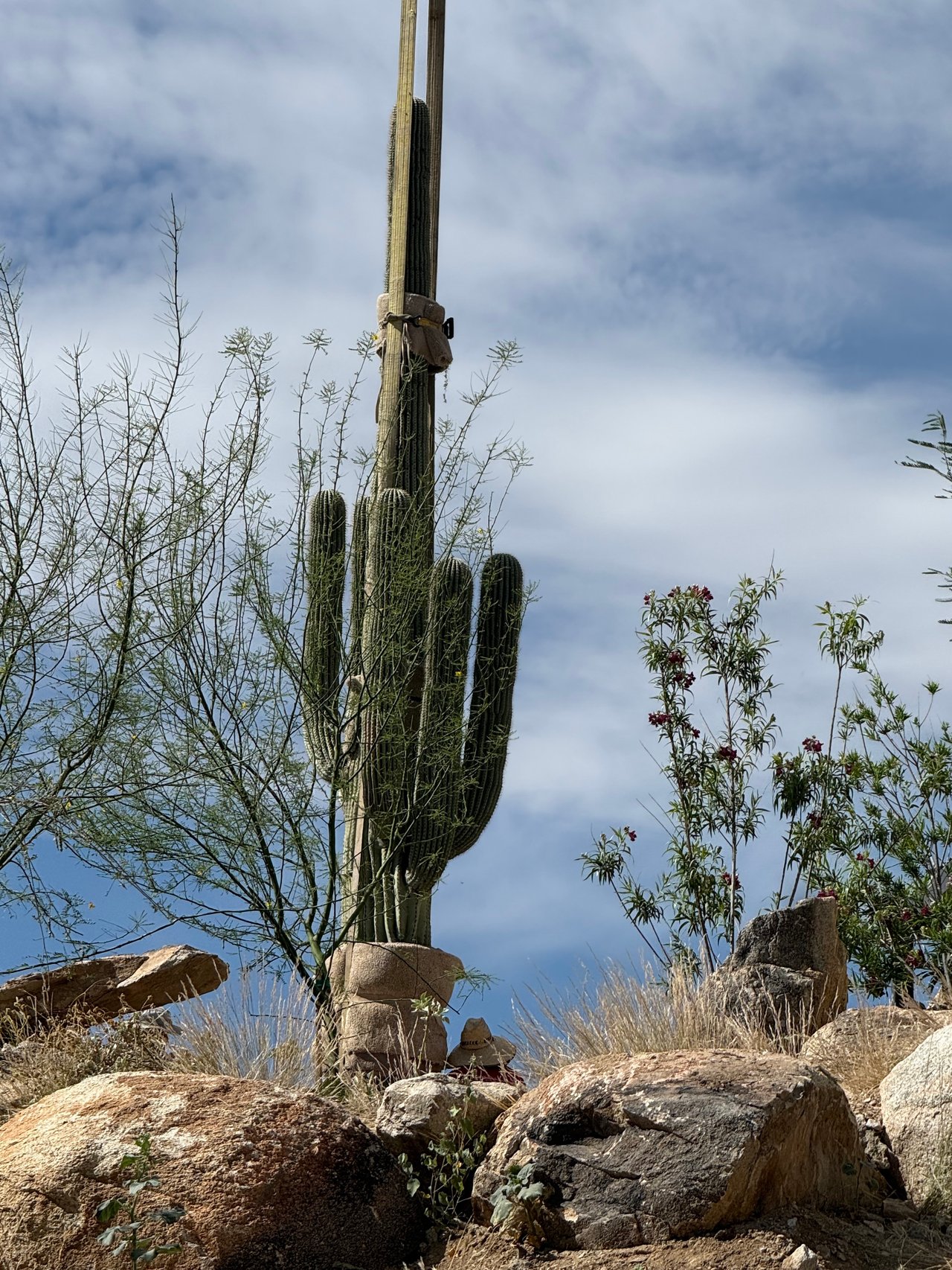 Three Century-Old Saguaros Make a Grand Entrance at Saguaro Ranch