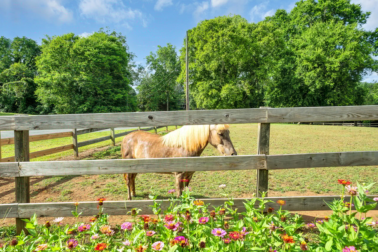 Equestrian Estate Opportunity