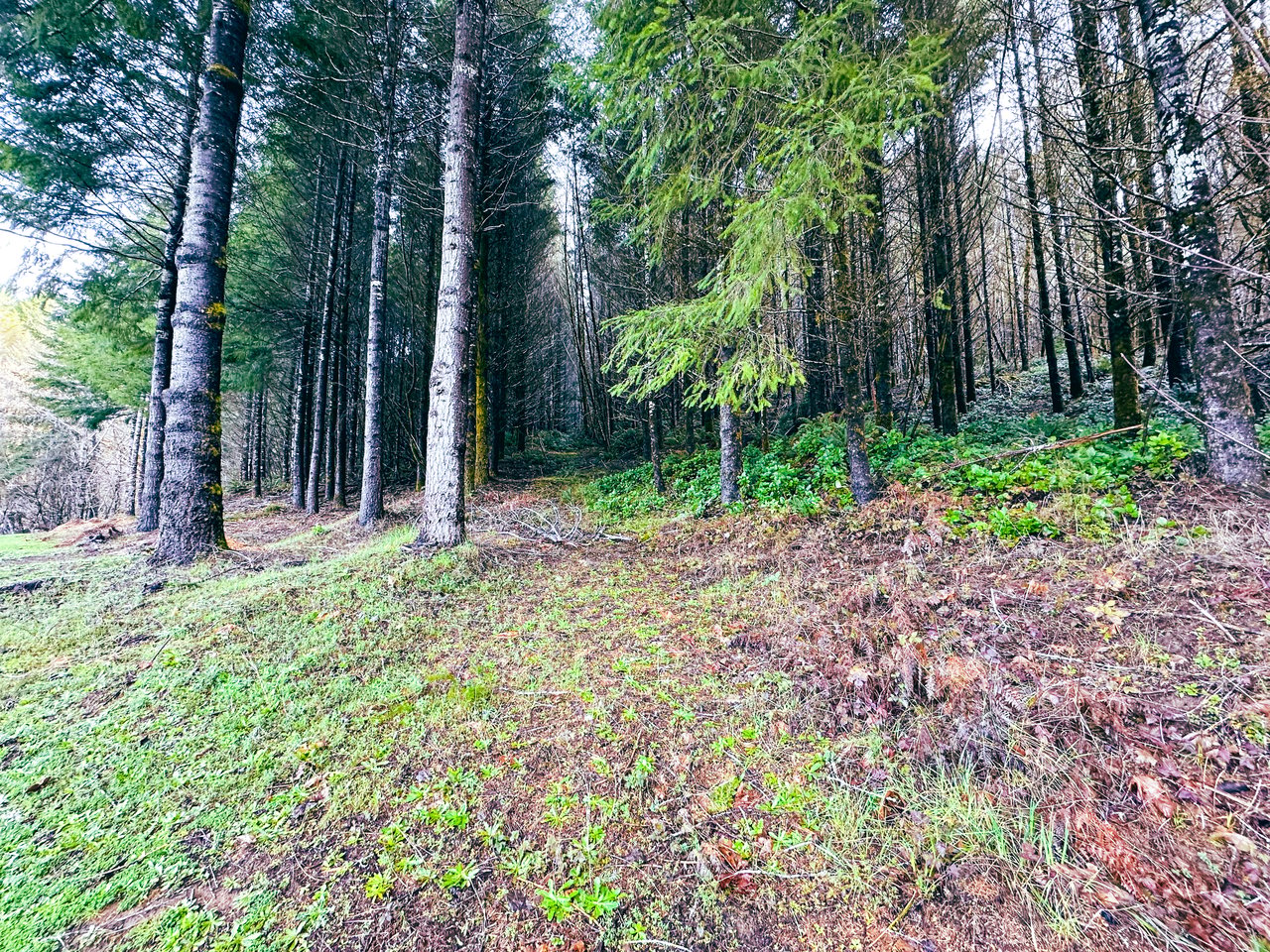 RICHARDSON TIMBER