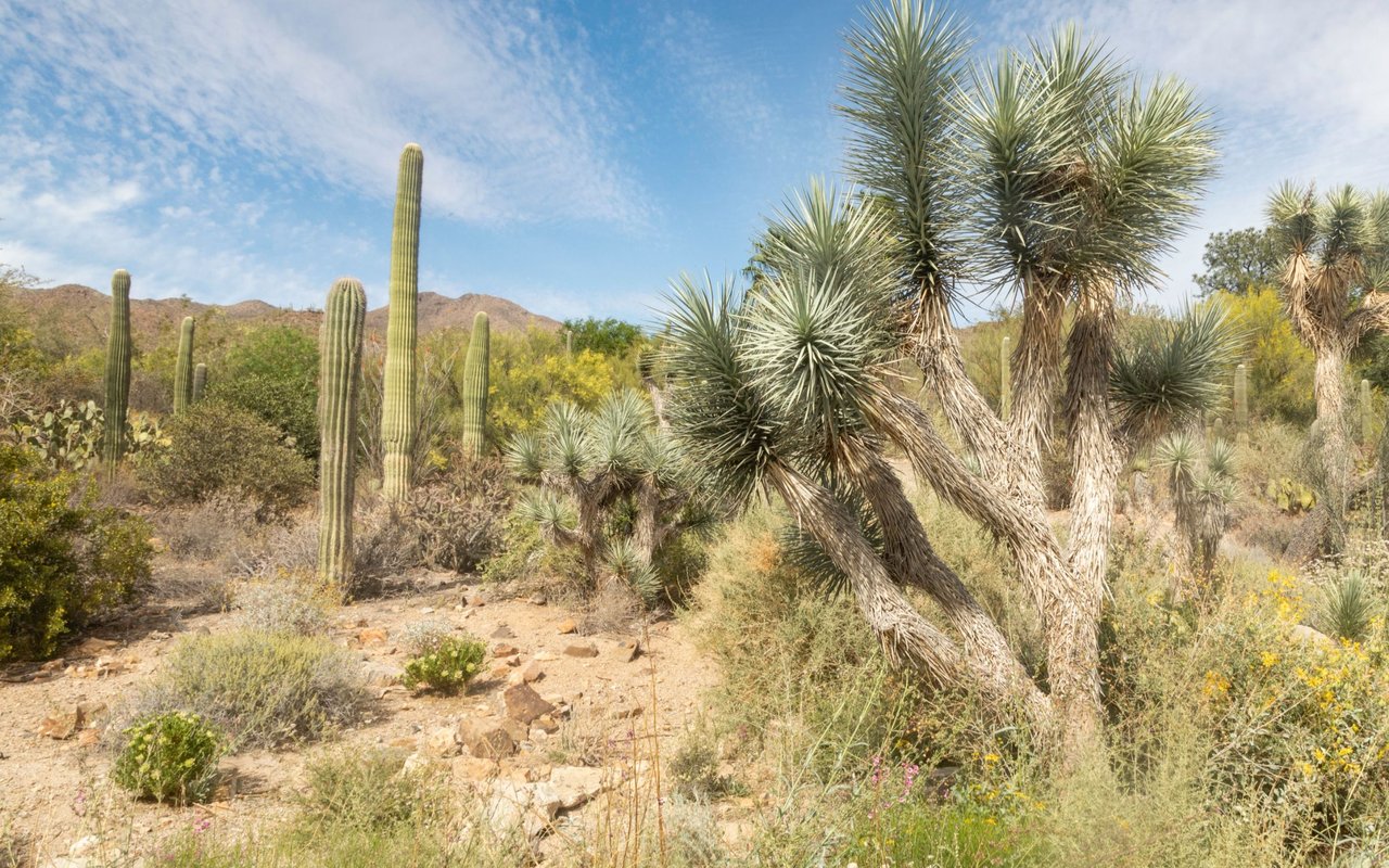 Yucca Valley
