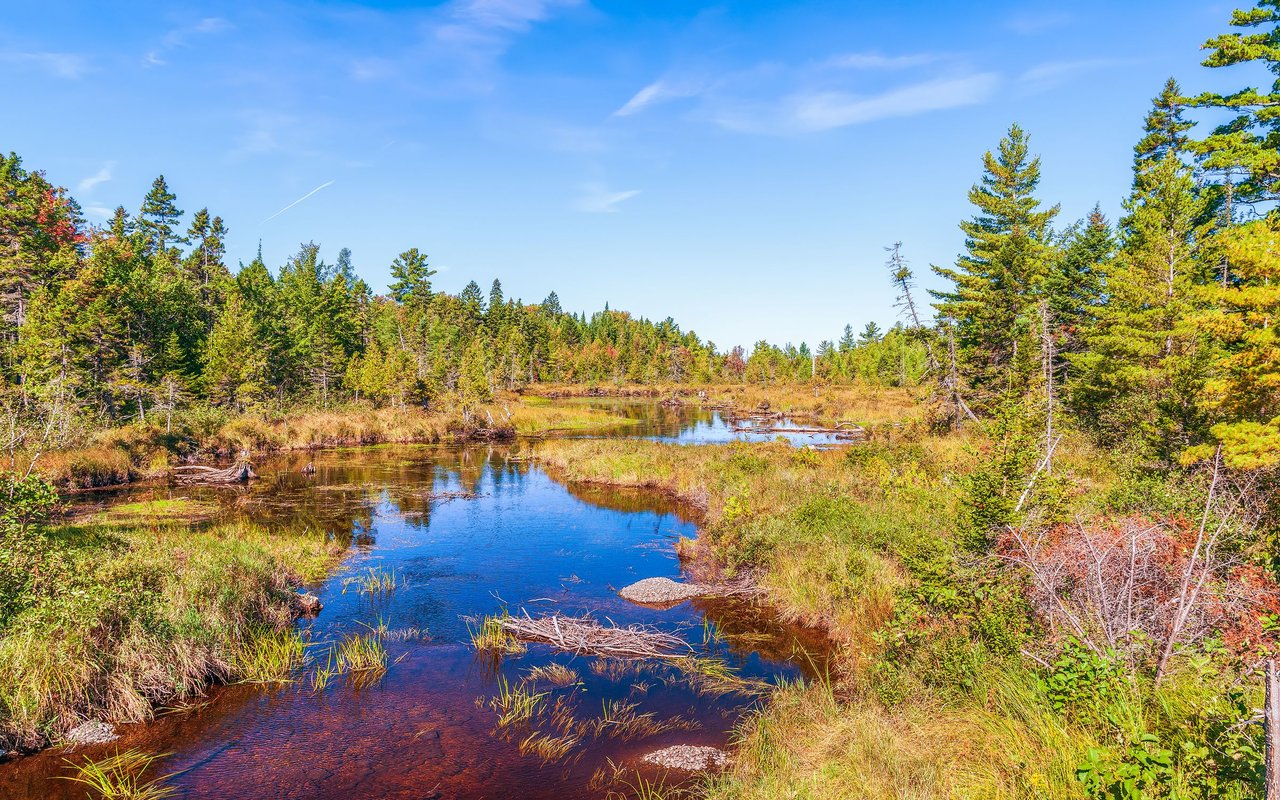 A shallow stream winds through an autumn wetland lined with pine trees and golden grasses.