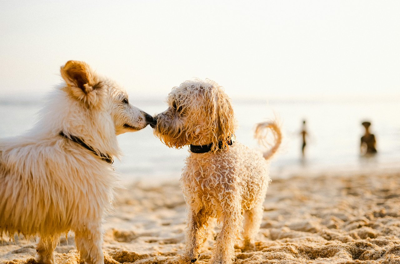 Speaking Gratitude: Small Words and Actions that Affect a Big Change