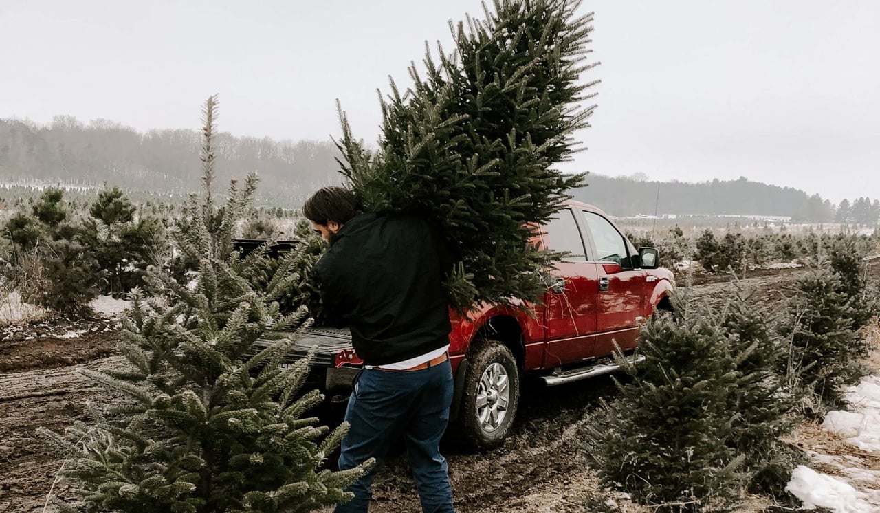 Experience the Tradition of Cutting Your Own Christmas Tree in Colorado