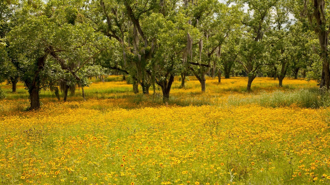 The Woodlands