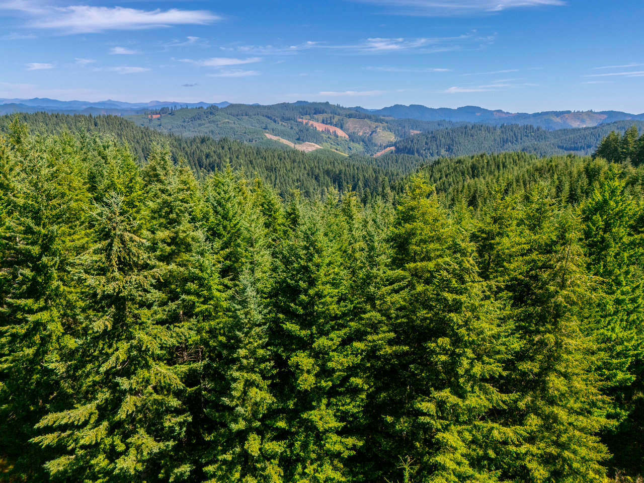LINCOLN-HILLTOP TREEFARM Sealed Bid Offering 