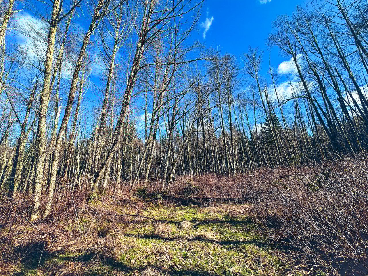 Marion Woods - Auction