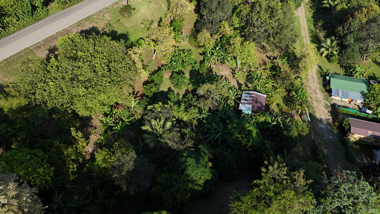 Commercial & Residential Property in Punta Mala with Producing Fruit Trees