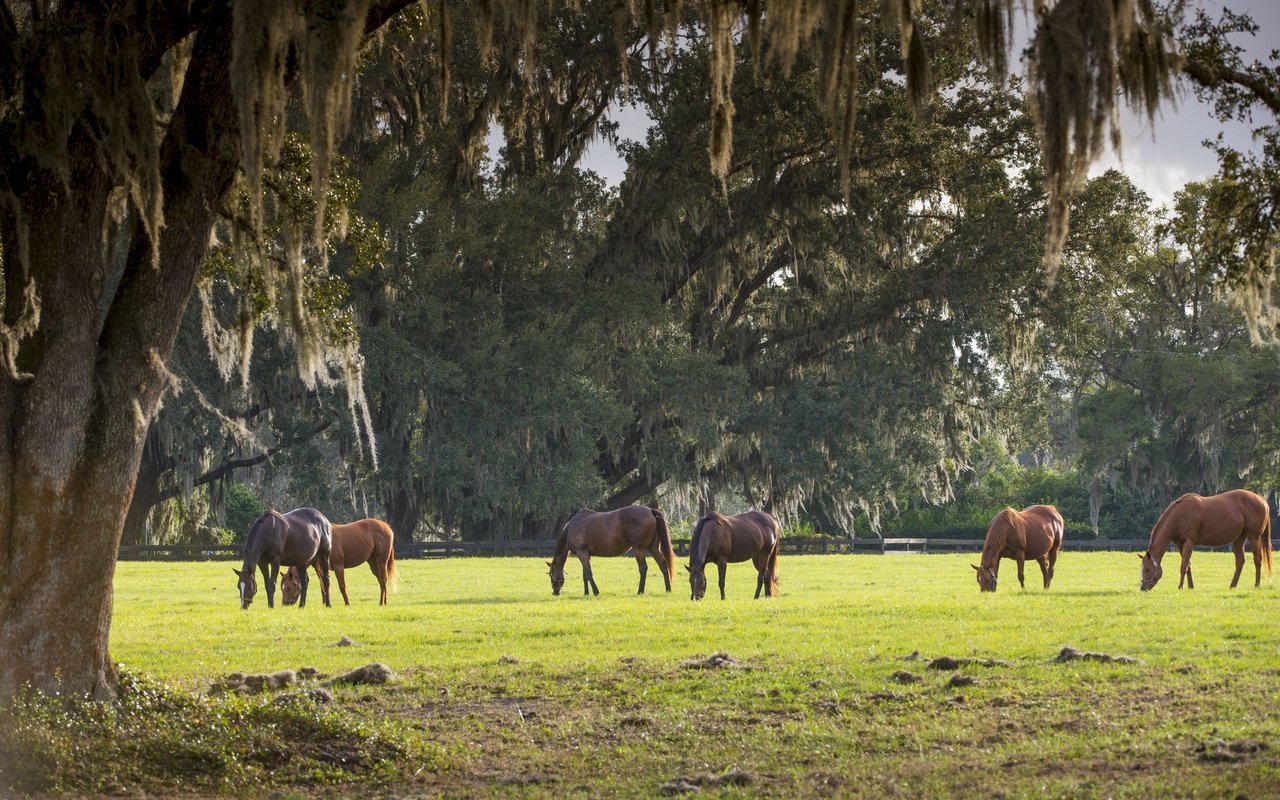 Ocala