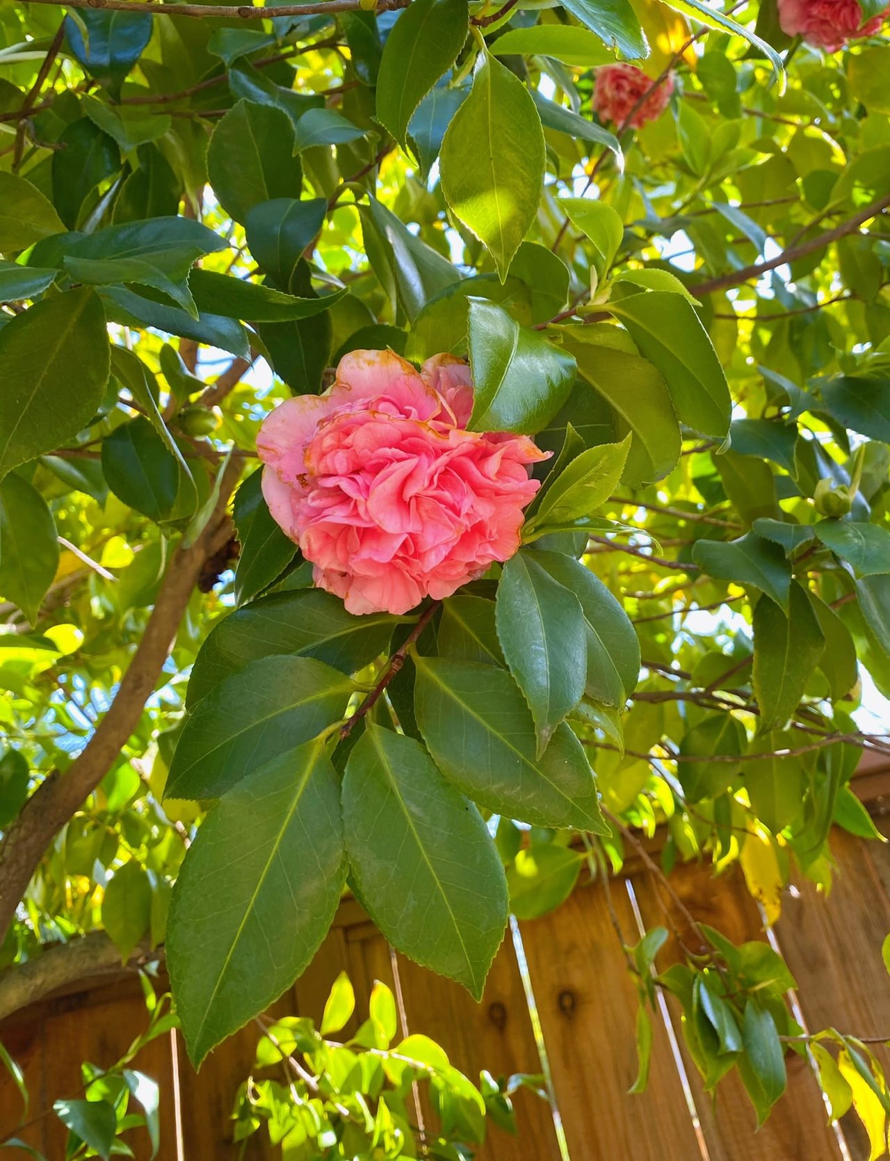 228 Mountain View Avenue, San Rafael