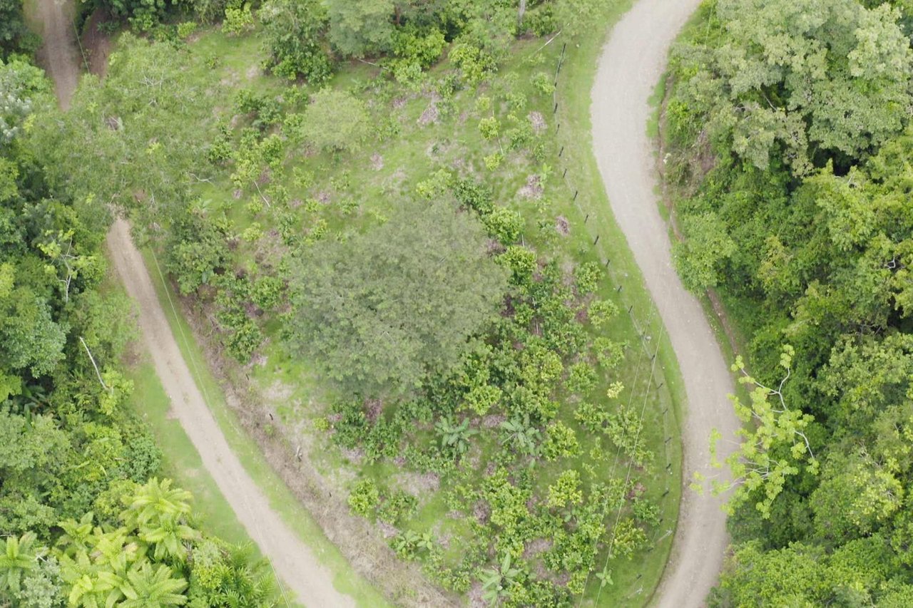 12.5 Acre Luxury Cacao Estate