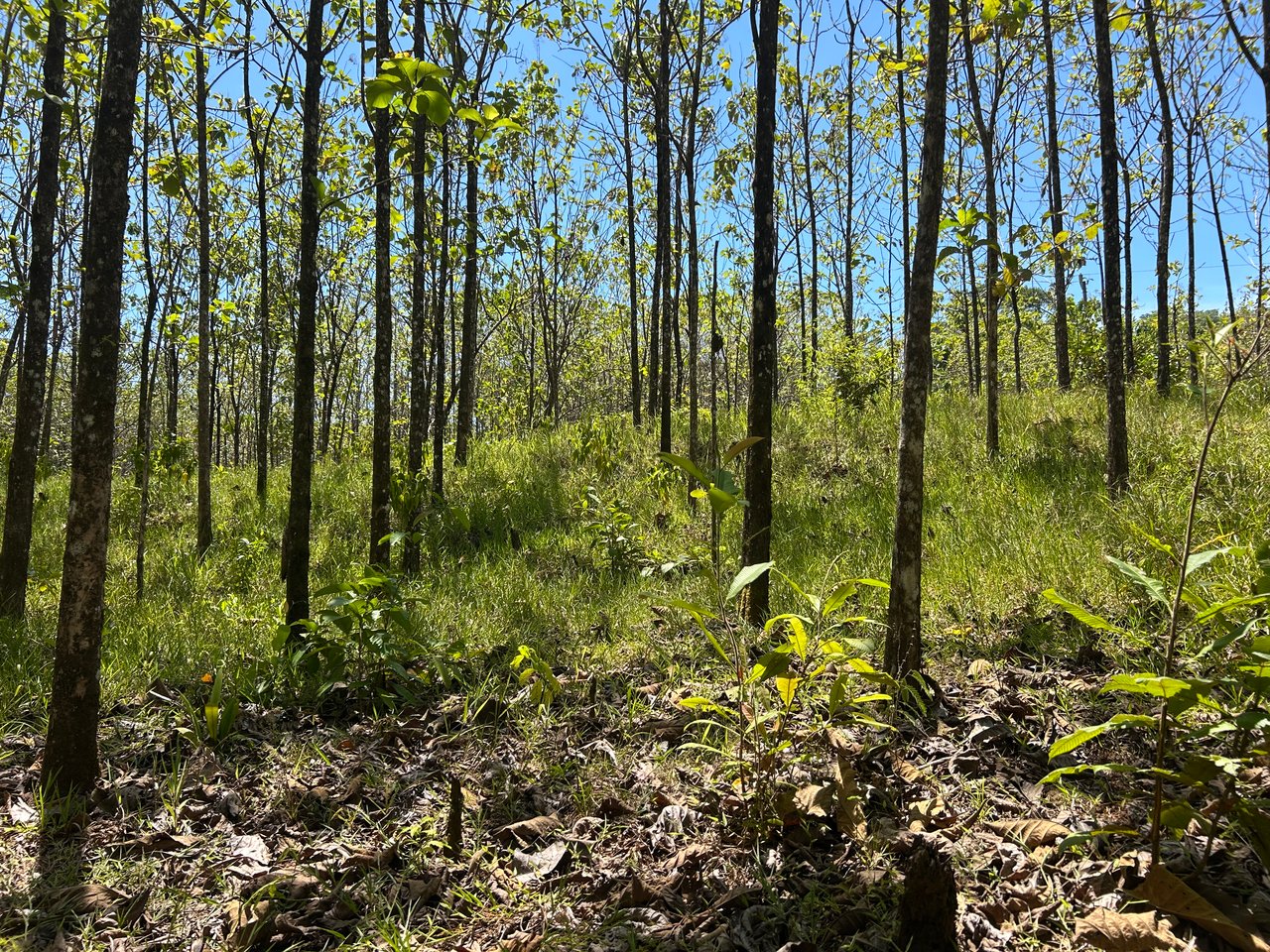 Prime 1.24-Acre Land in Matapalo / San Andrés – Ready to Build