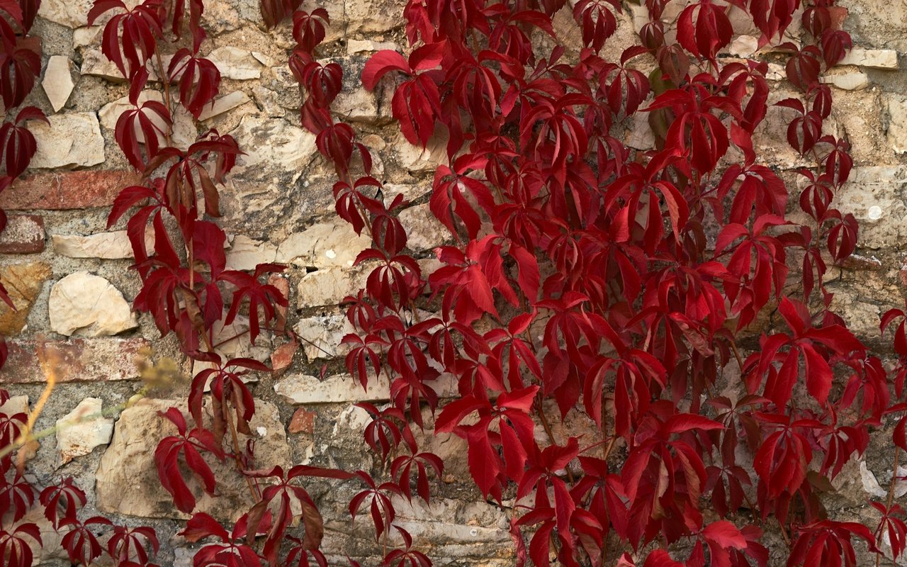 Visit This Secret Garden in Kensington, but Only on Weekdays