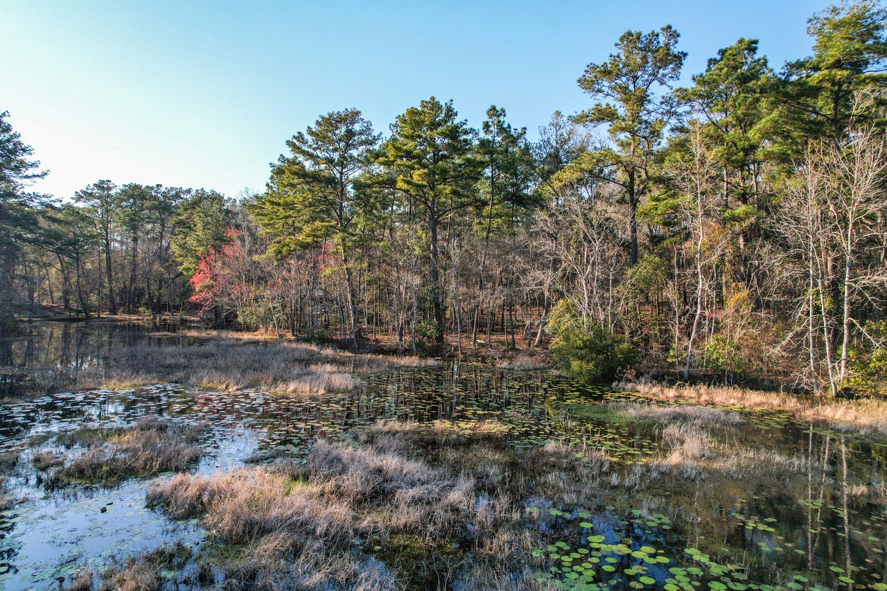 A serene wetland scene with lily pads and tall grasses in the foreground, surrounded by lush trees with hints of red foliage under a clear blue sky.