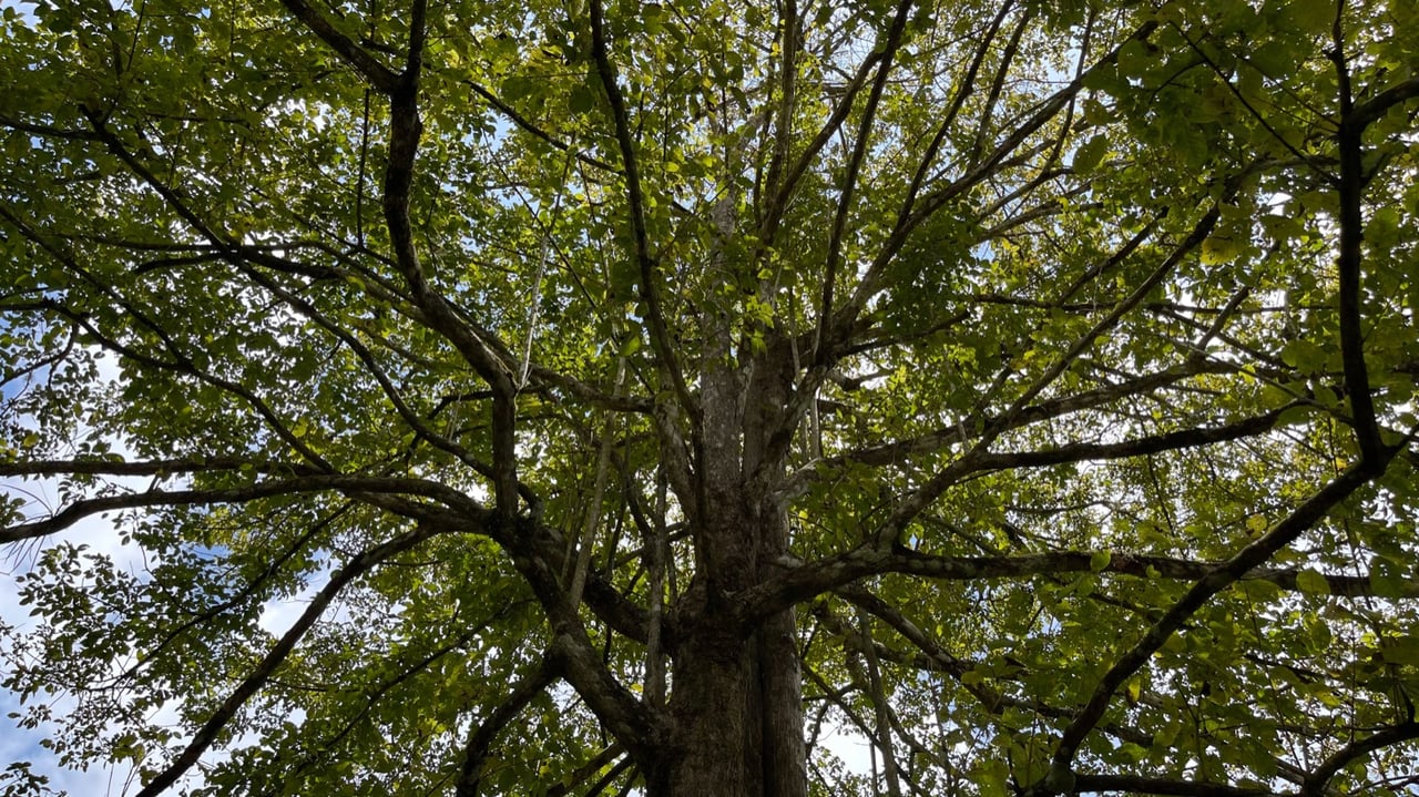 Mountain View Land with Several Building Sites and Mature Fruit Trees
