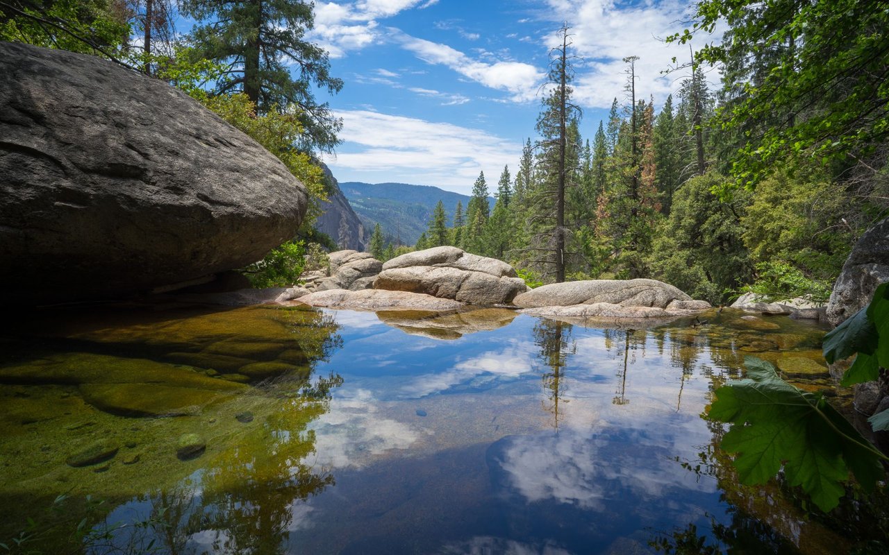 Tamarack