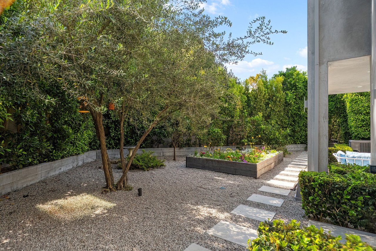 Residential courtyard with olive trees, a raised flower bed, and stepping stones beside a modern home.