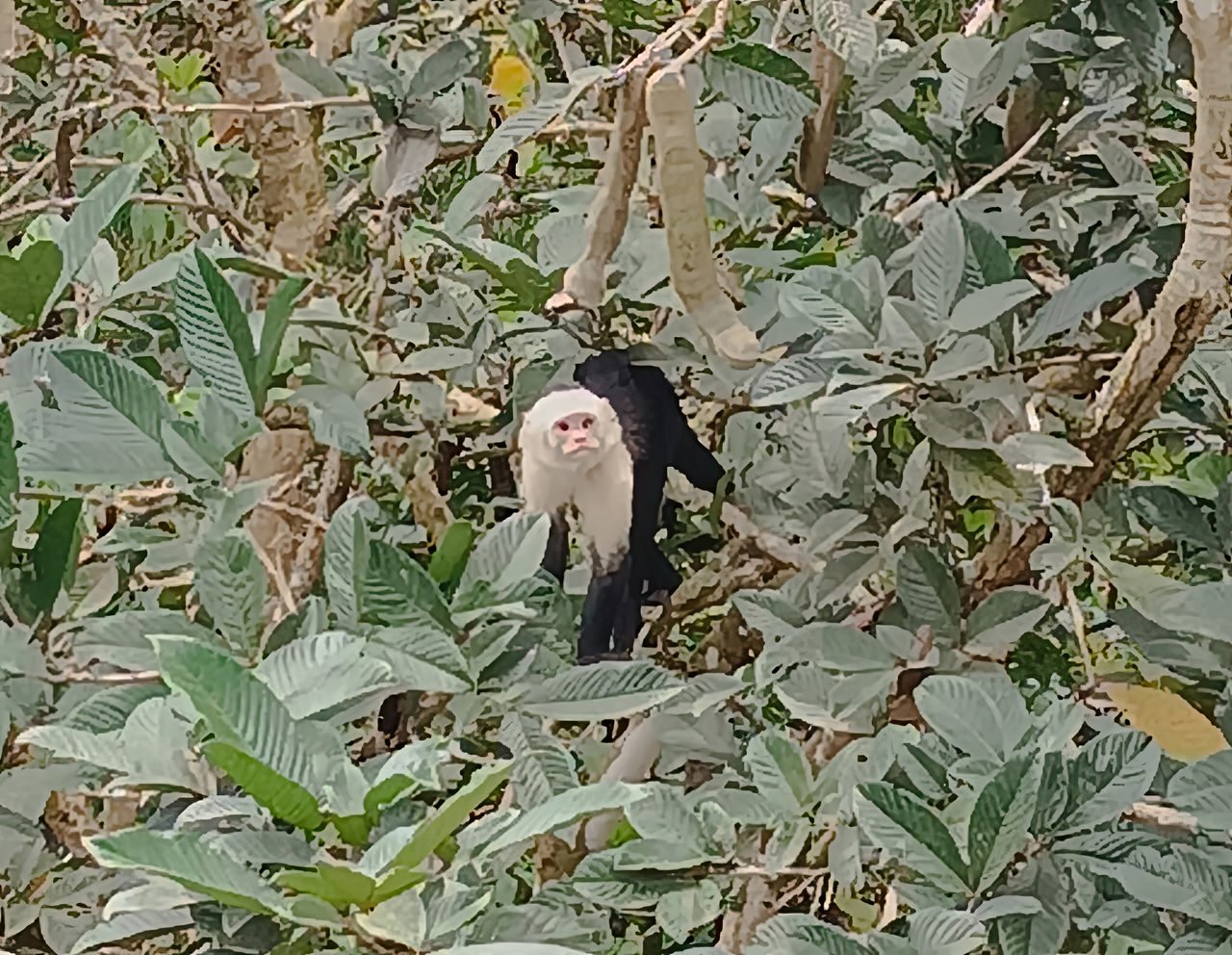 Multi-Family Compound, 4 Fully Furnished Units | 15 Minutes to the Beach