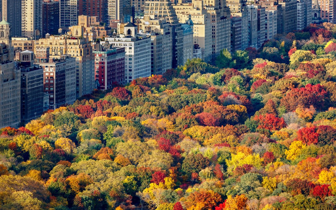 aerial view of Central Park in New York City during fall