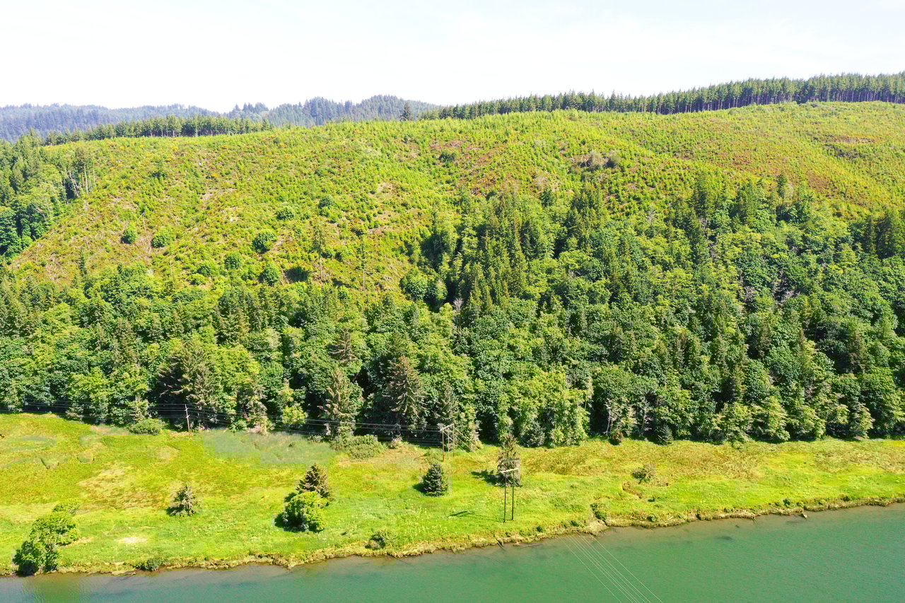 Alsea Estuary Forestland