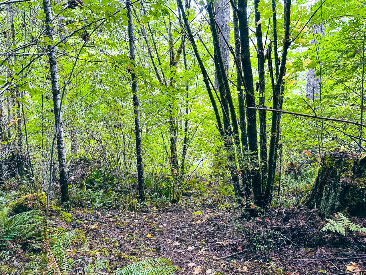 Little Forest