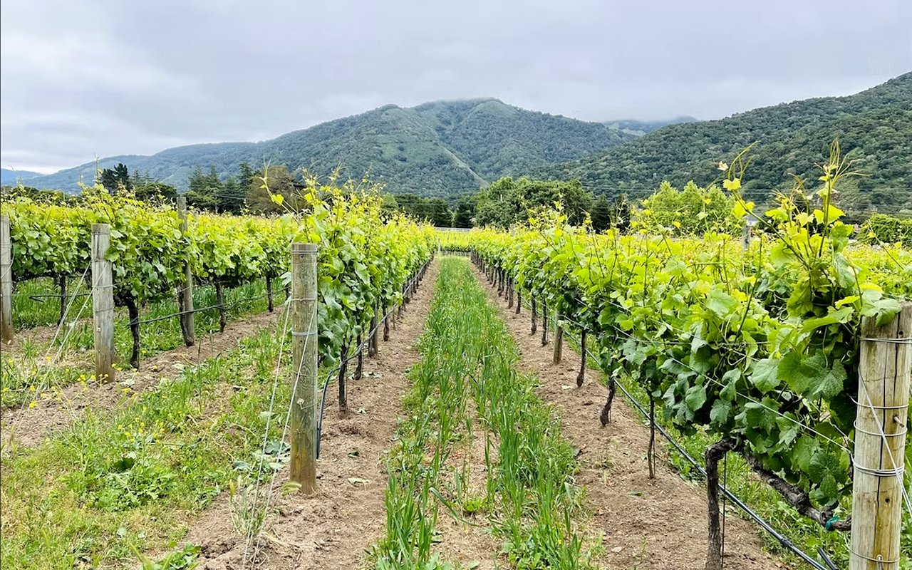 Vineyard rows flank a grassy path, with forested mountains in the background.