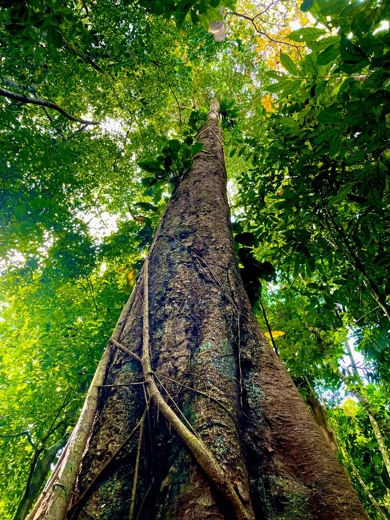 Wildlife•Wildlife •Wildlife, Tres Rios, Puntarenas