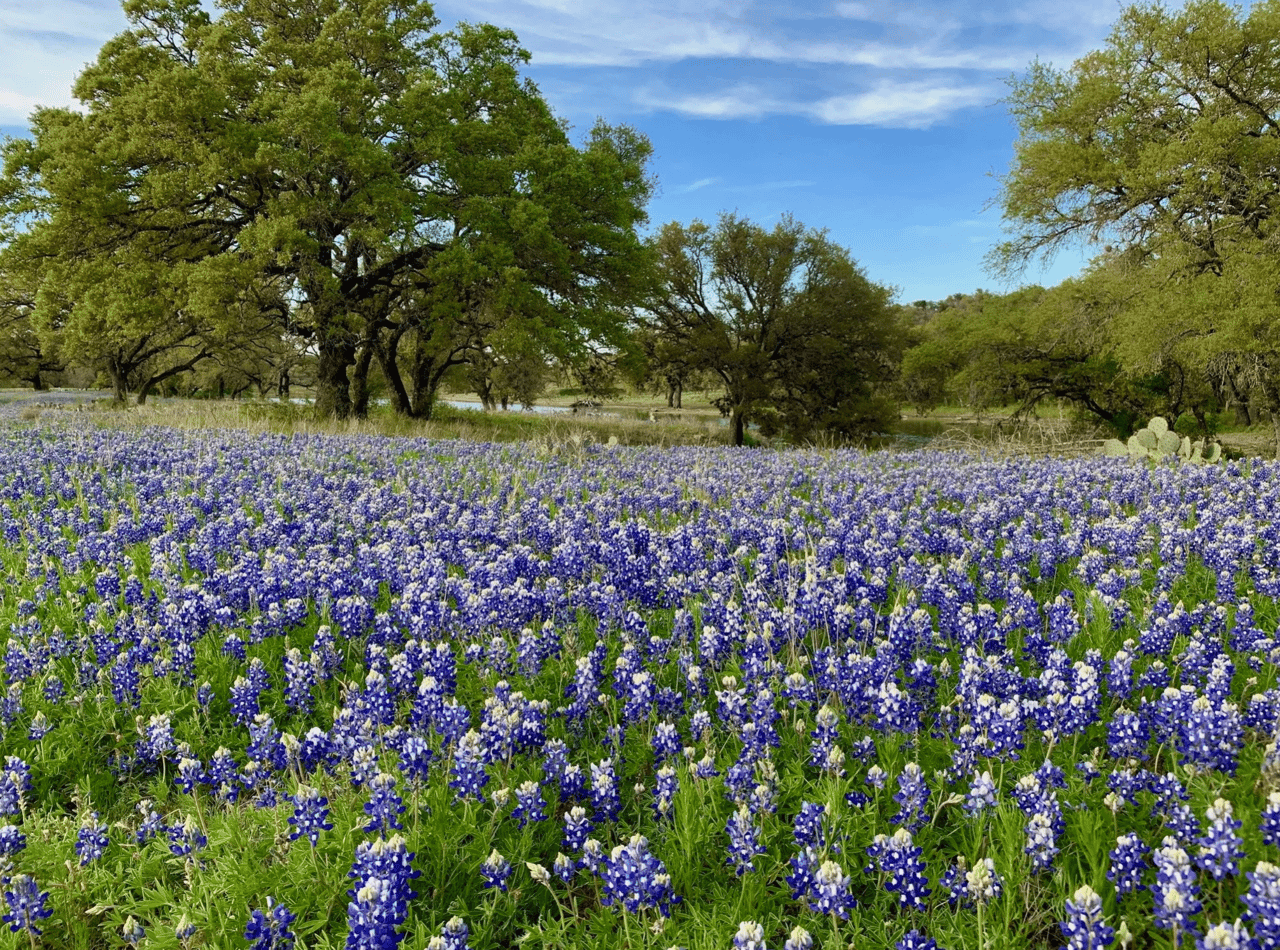 Bluebonnets carpet the ranch beneath mature oak trees, with a small creek in the background.