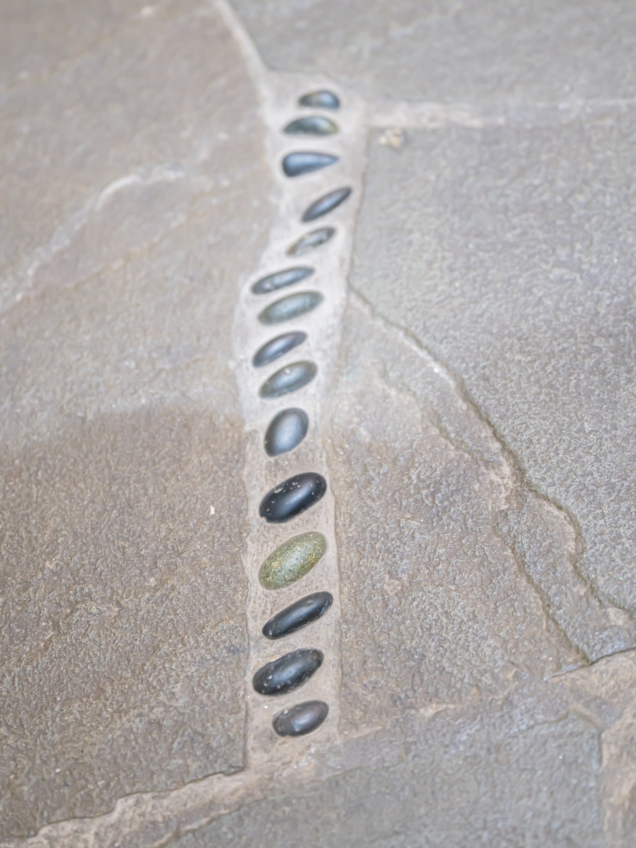 Fossils embedded in mudroom and powder room floors