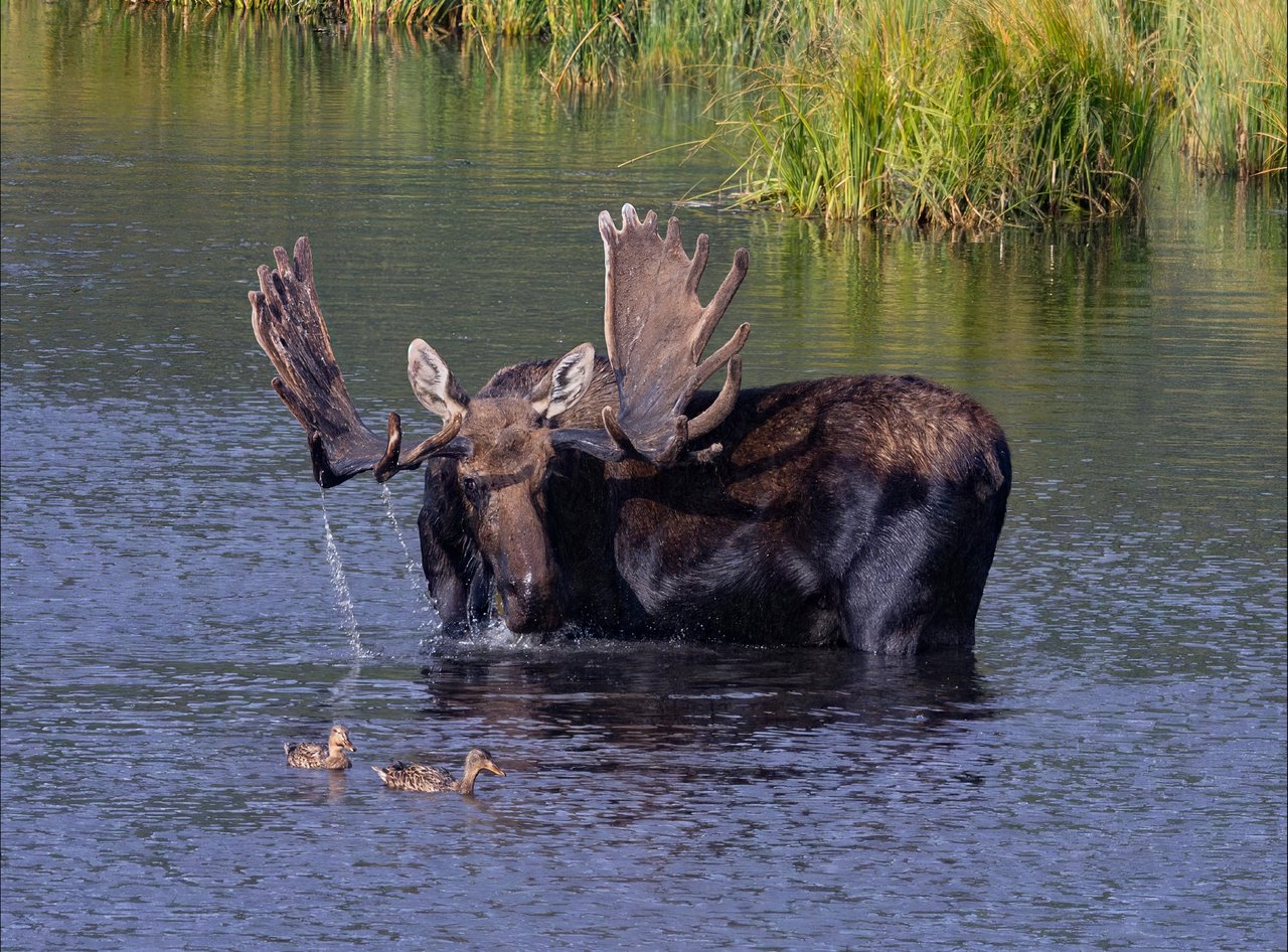 Into the Wild: Discovering Rocky Mountain National Park with Monica