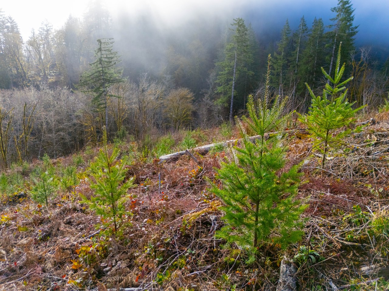 Waite Creek Woodlands