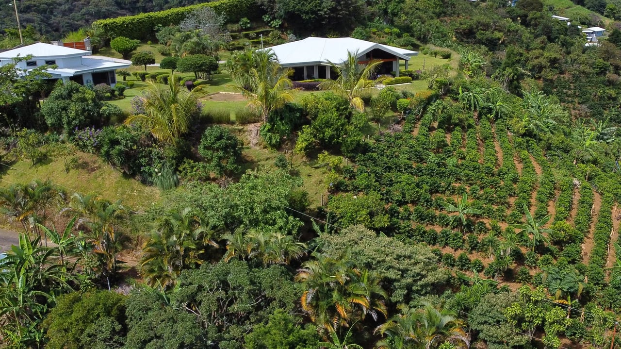 Coffee Plantation Estate, Alajuela