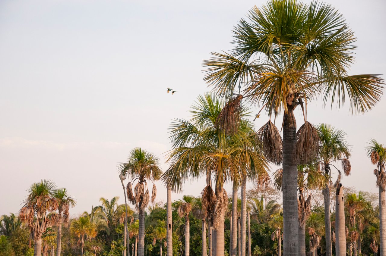 Living in Palmetto Bay, FL: Community, Parks, Schools & Lifestyle