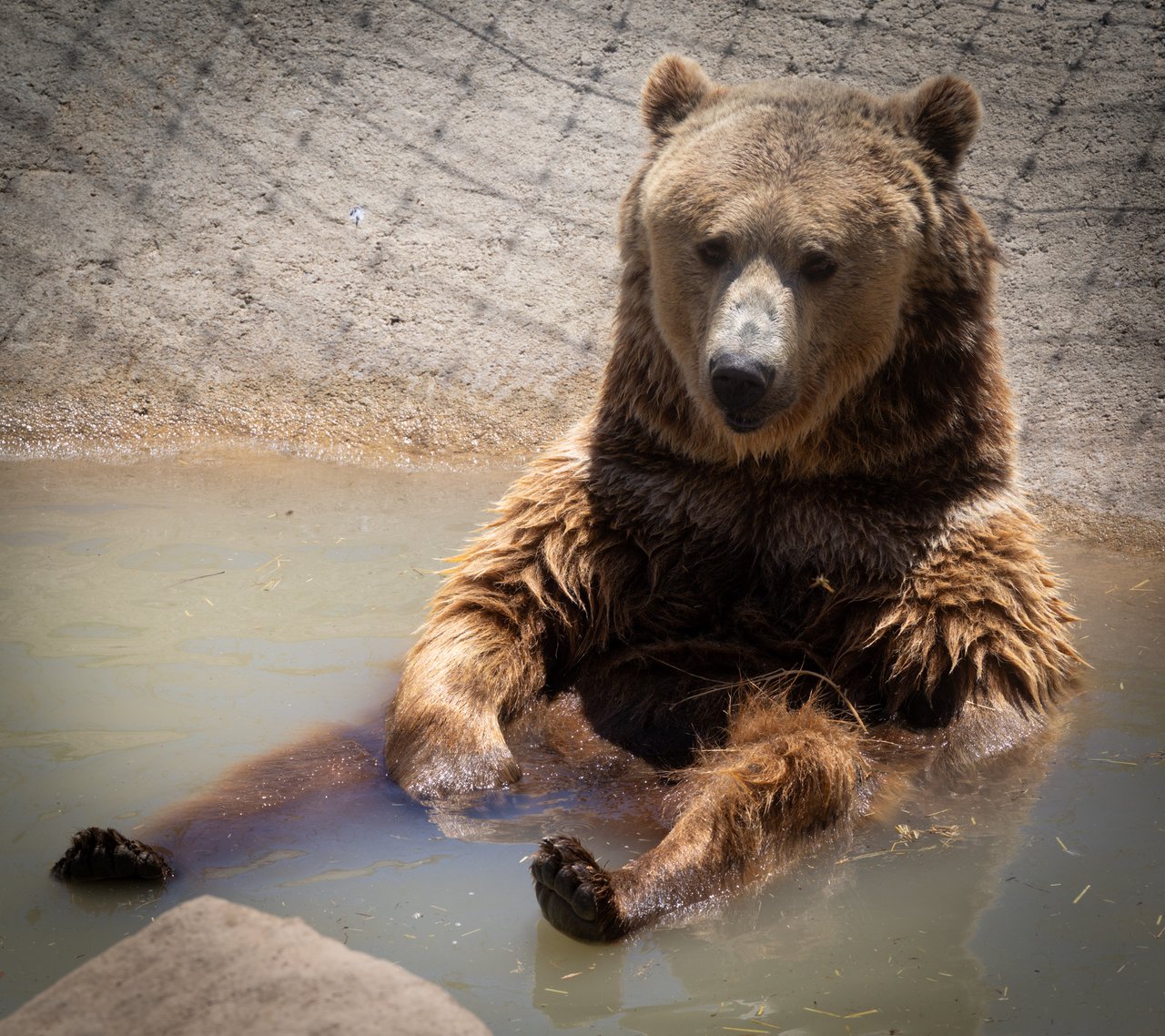 Into the Wild: Monica Breckenridge’s Unforgettable Journey at The Wild Animal Sanctuary Subtitle