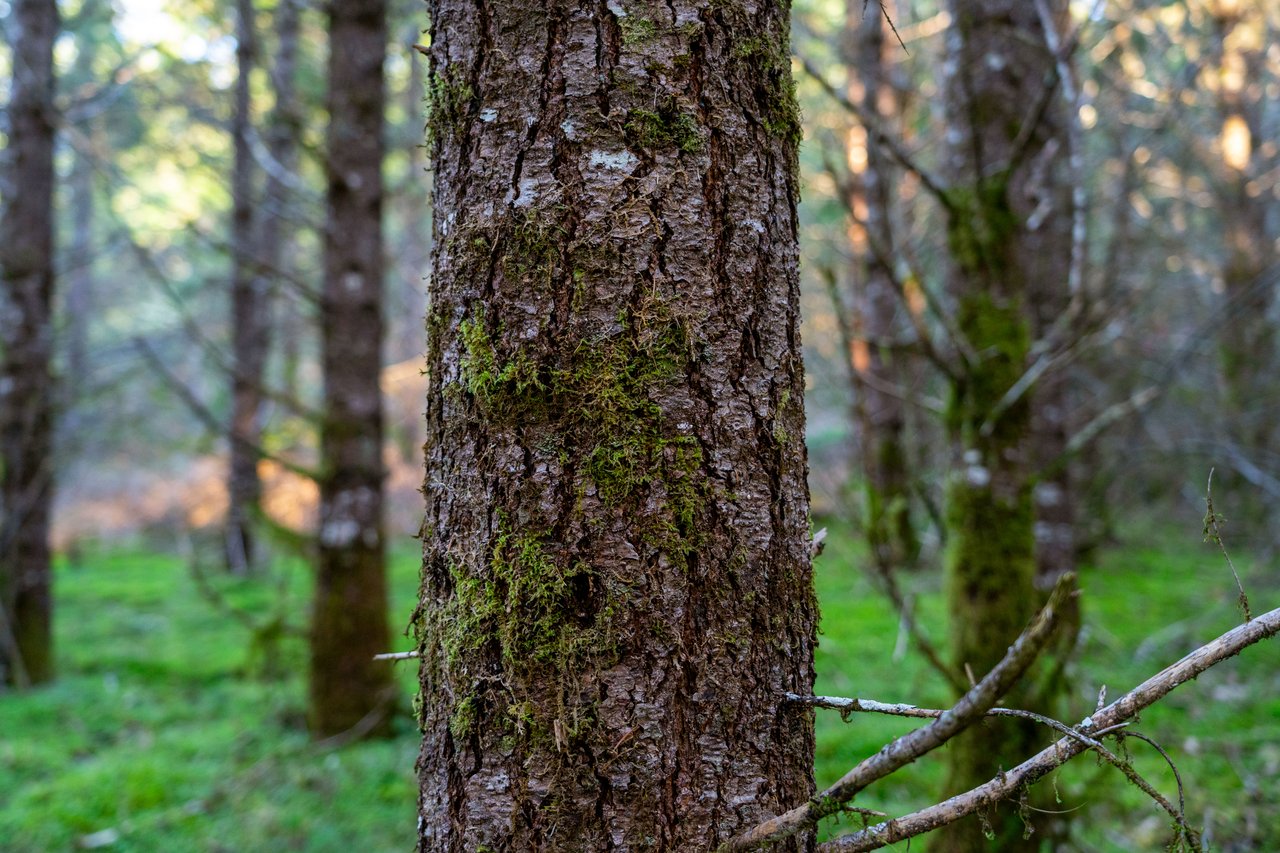 Liberty Forest Auction