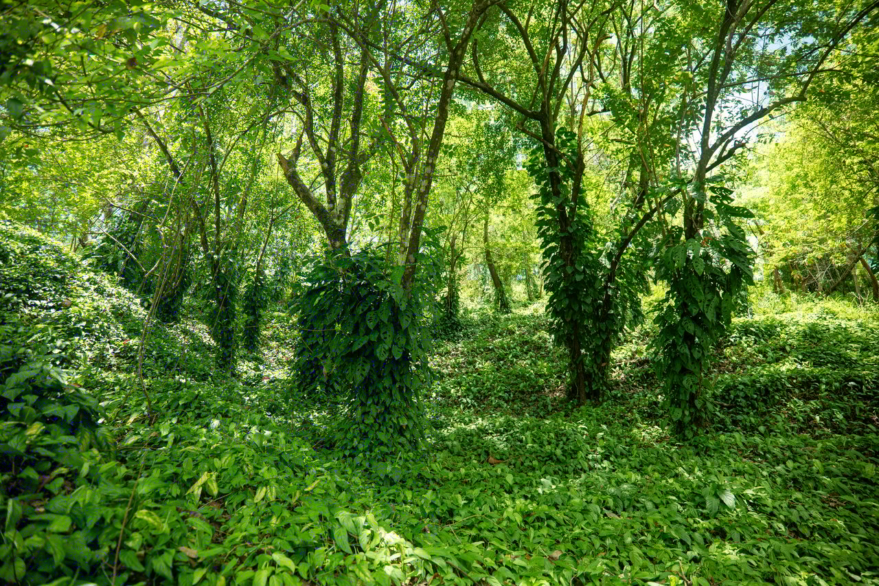 Oceanview Land for Your Dream Home in Santa Teresa
