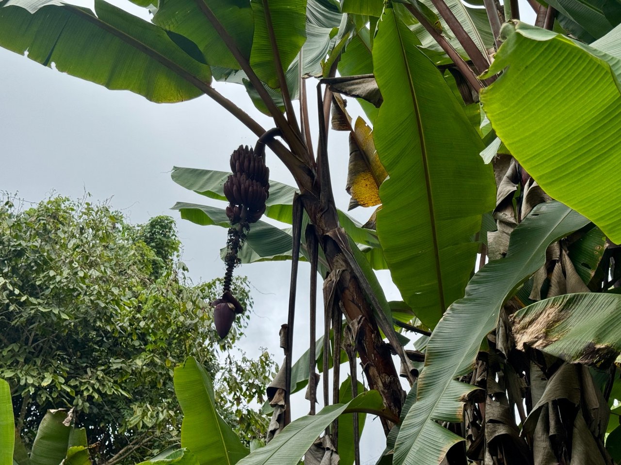 3 ACRES – Beautiful Mountain View Property, Small Ocean Window, Public Road Frontage, Multiple Building Sites, Many Fruit Trees!!!!