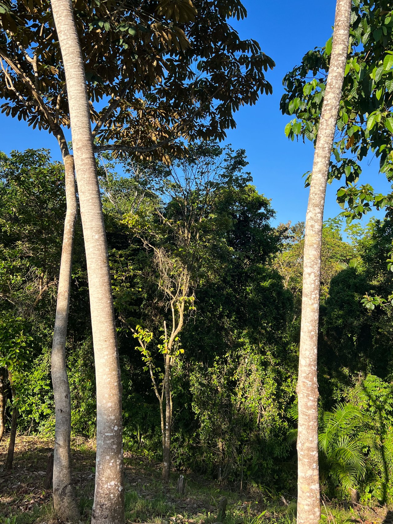  Affordable & Charming 1 bedroom Villa with Pool in gated community, immersed in the rainforest close to Quepos  
