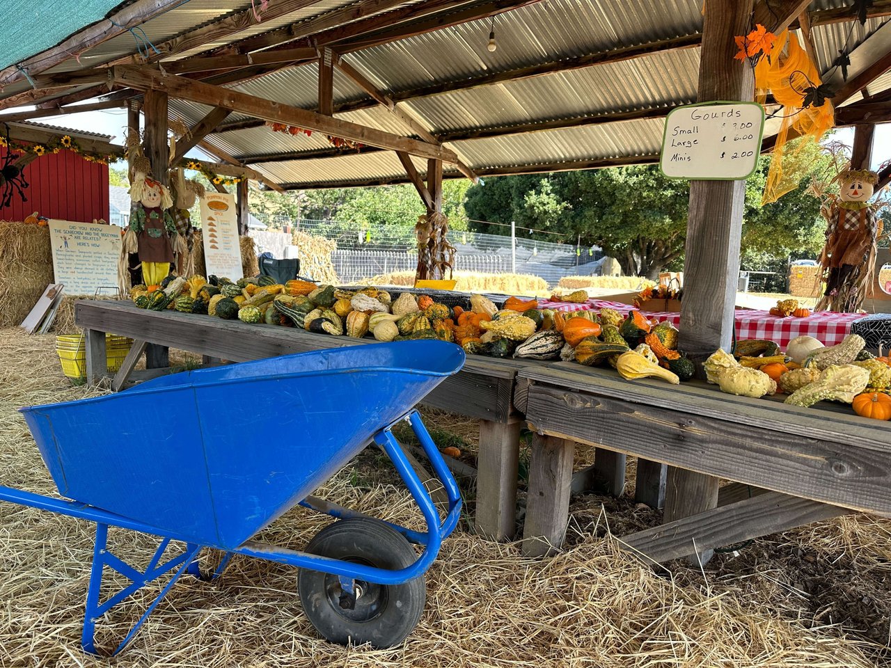 Celebrate Fall in Marin County with a Visit to Nicasio Valley Pumpkin Patch