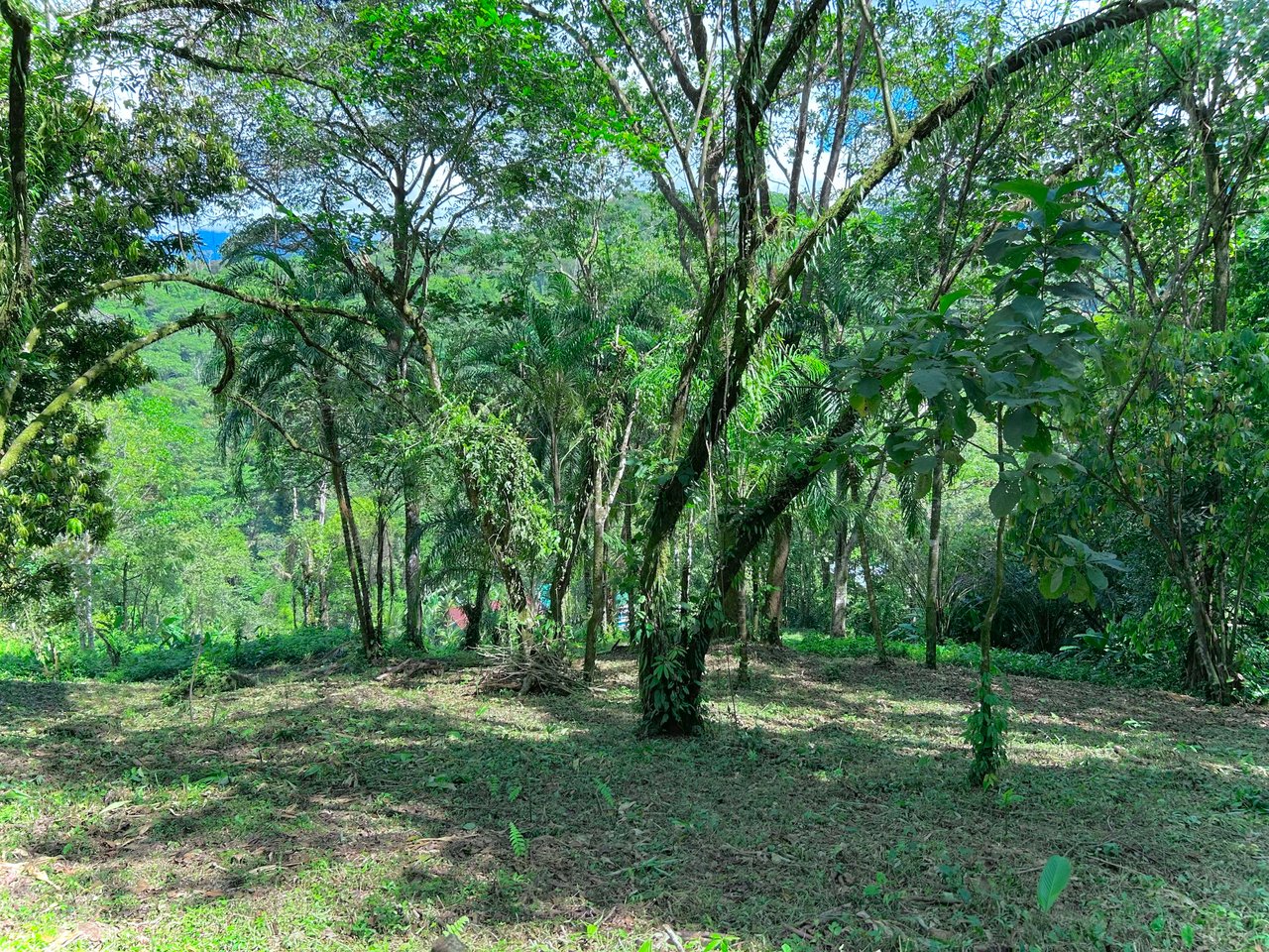 Gorgeous Property Above Playa Colonia, Forest Views