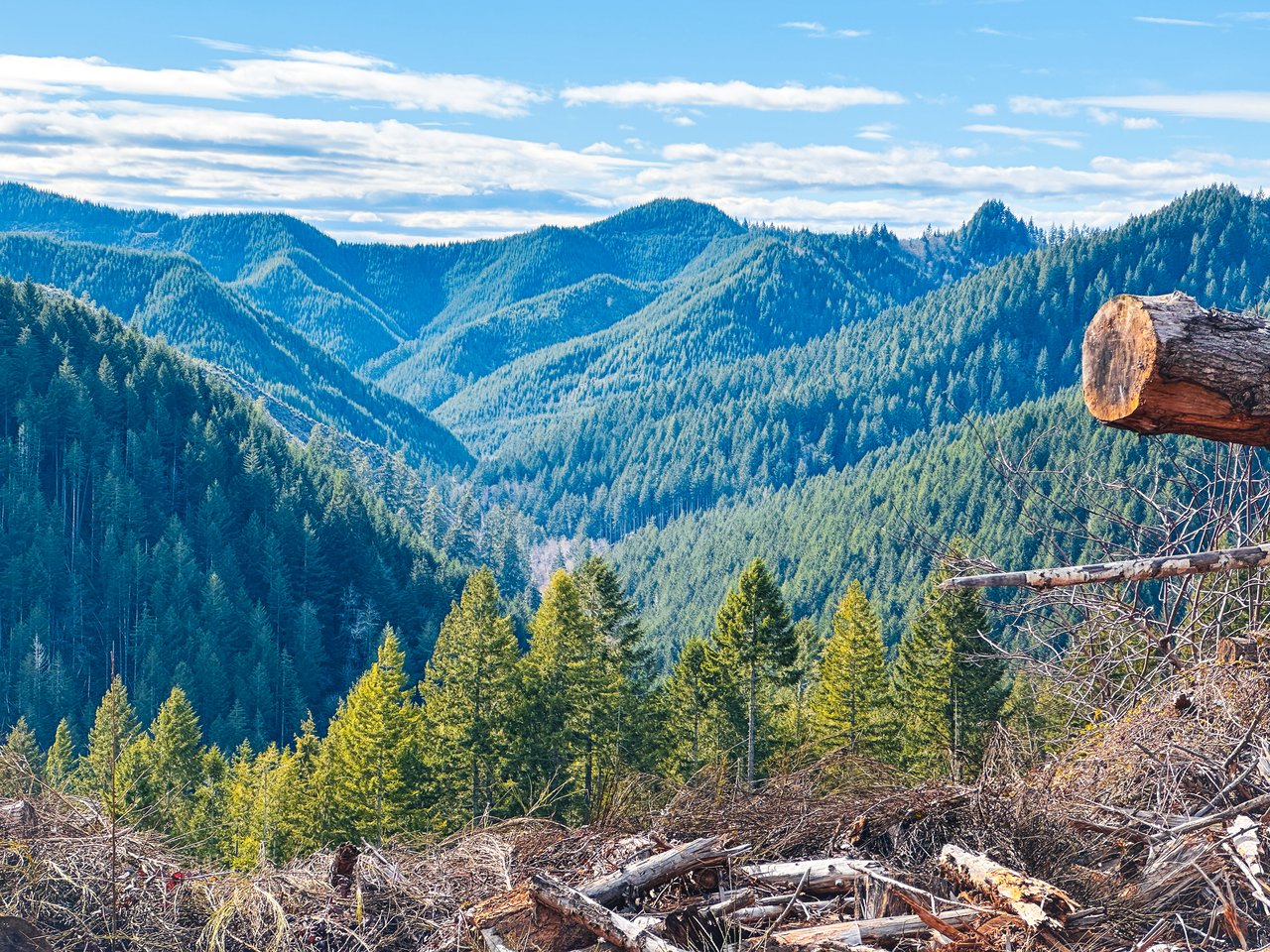 Smith River Back Woods