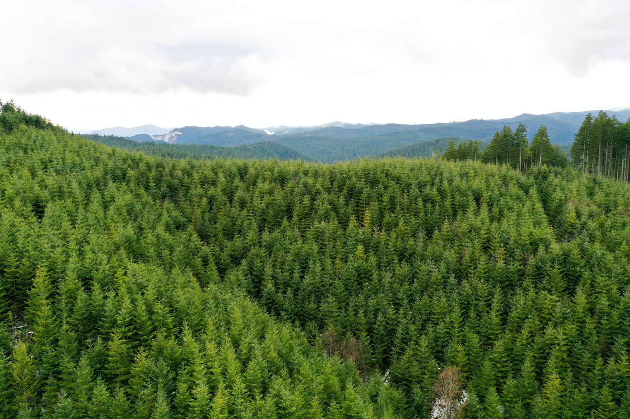 ARC Woods