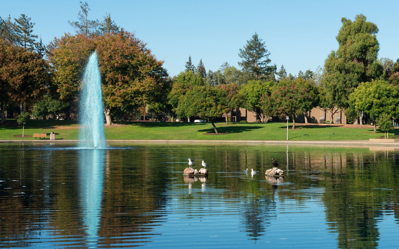 Park pond with a tall fountain, birds on rocks, and leafy trees along the far bank.