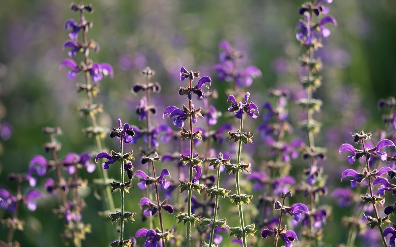 Purple flowers on tall stems against softly blurred green foliage.