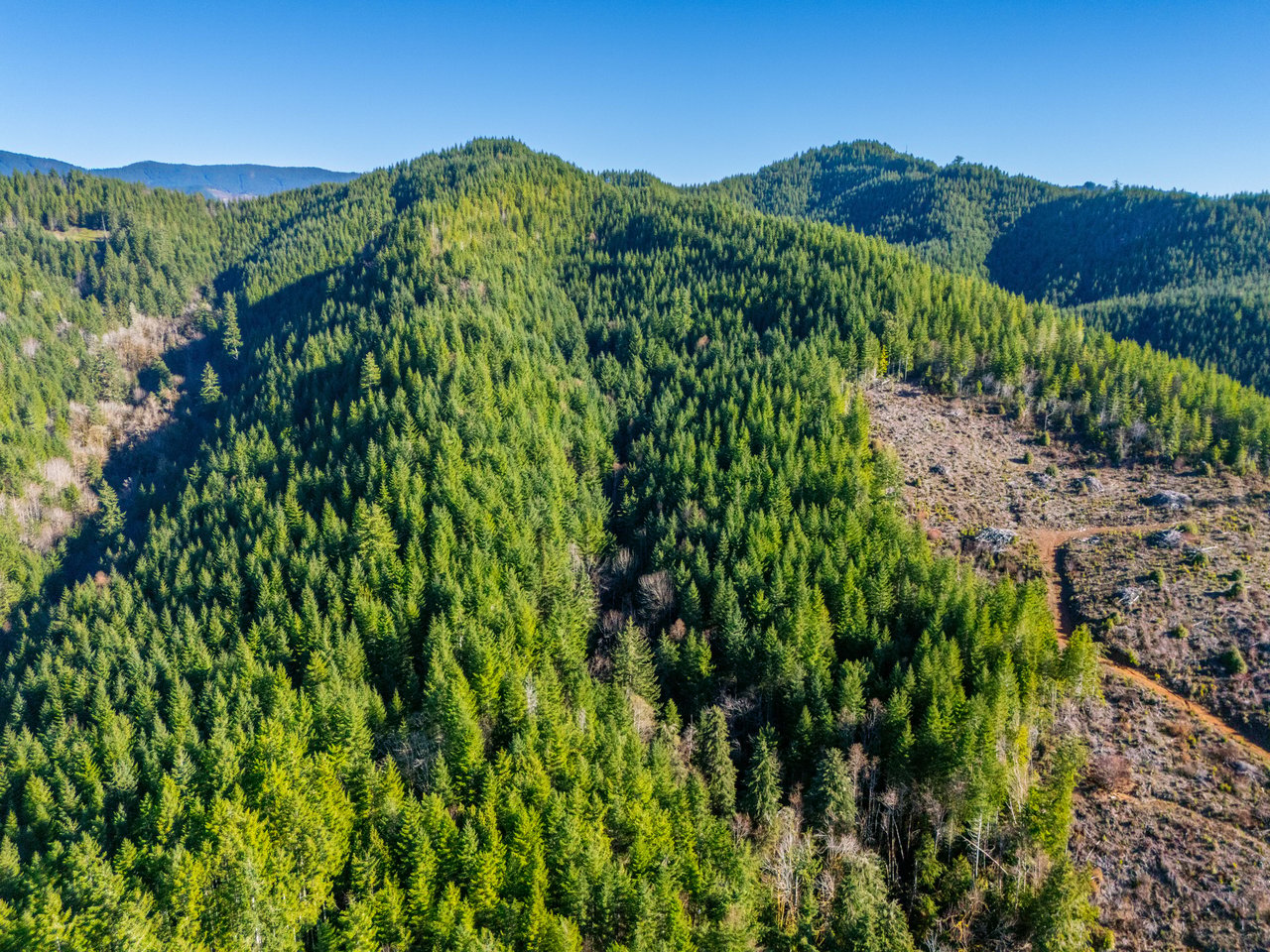 RICHARDSON TIMBER