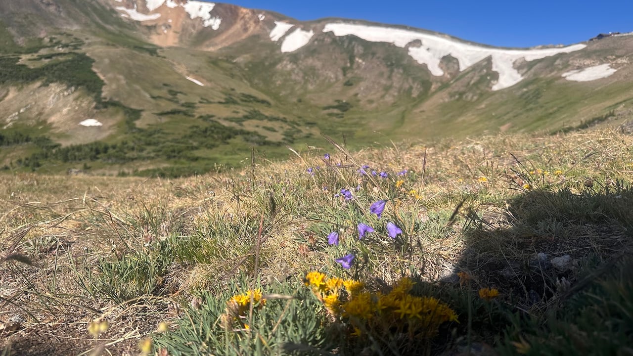 Driving Into the Wild: A Sensory Journey Along Old Fall River Road