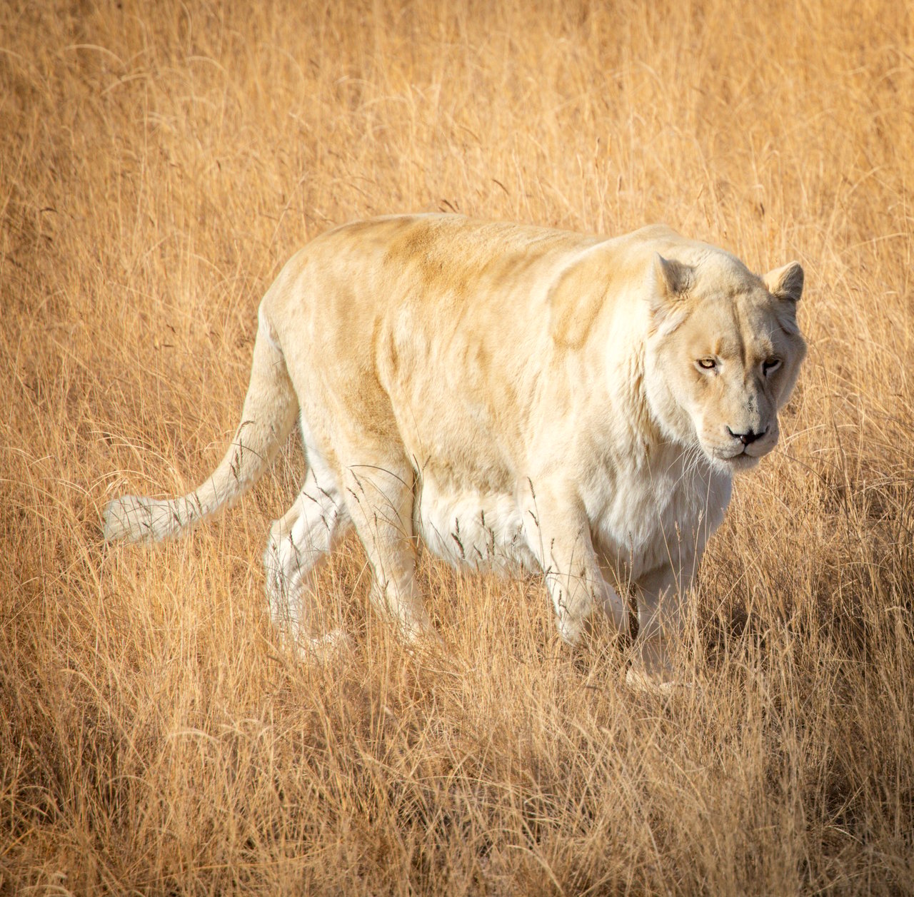 Into the Wild: Monica Breckenridge’s Unforgettable Journey at The Wild Animal Sanctuary Subtitle